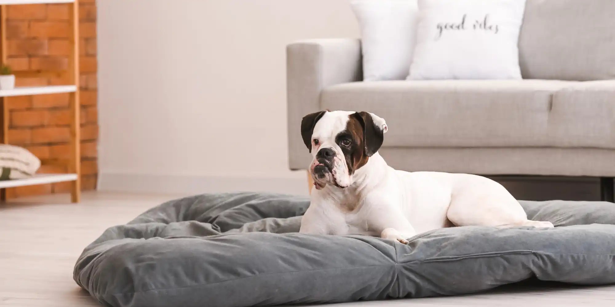 Witte en bruine bulldog op een grijze hondenbed.