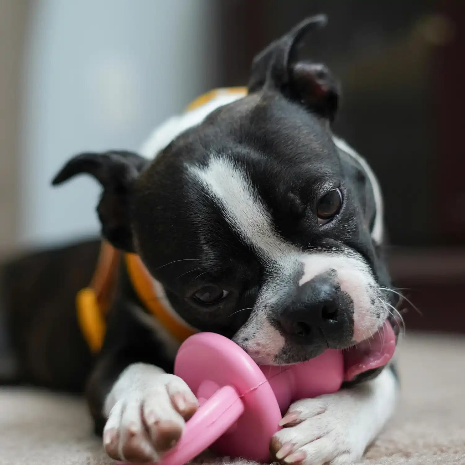 Zwart-witte Boston Terrier puppy die op een roze speelgoedje kauwt.